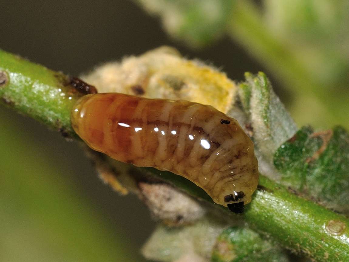 ID Larva - Curculionidae?